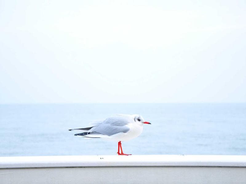 Holiday Inn Resort Phi Phi